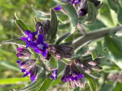 Blue or Purple Flowers with white centers and 5 equal lobes produce 4 nutlets each, or 4 seeds per flower.