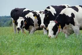 Farm cattle