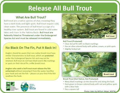 Graphic regarding the required release of bull trout