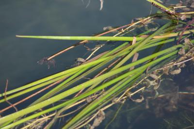 Public enemy #1: Flowering Rush in the Pend Oreille River