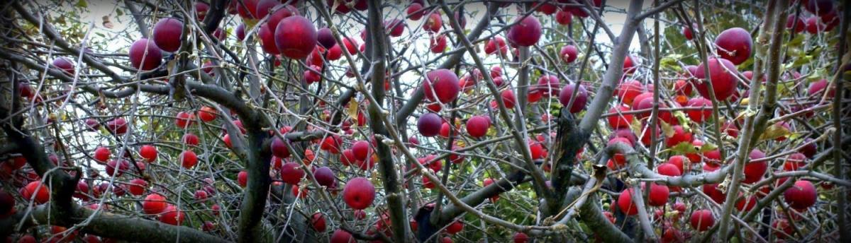 Apples on tree